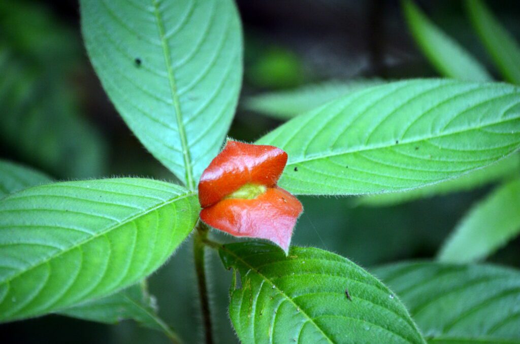 image of sore-mouth bush, la fortuna orchid garden, la fortuna, costa rica