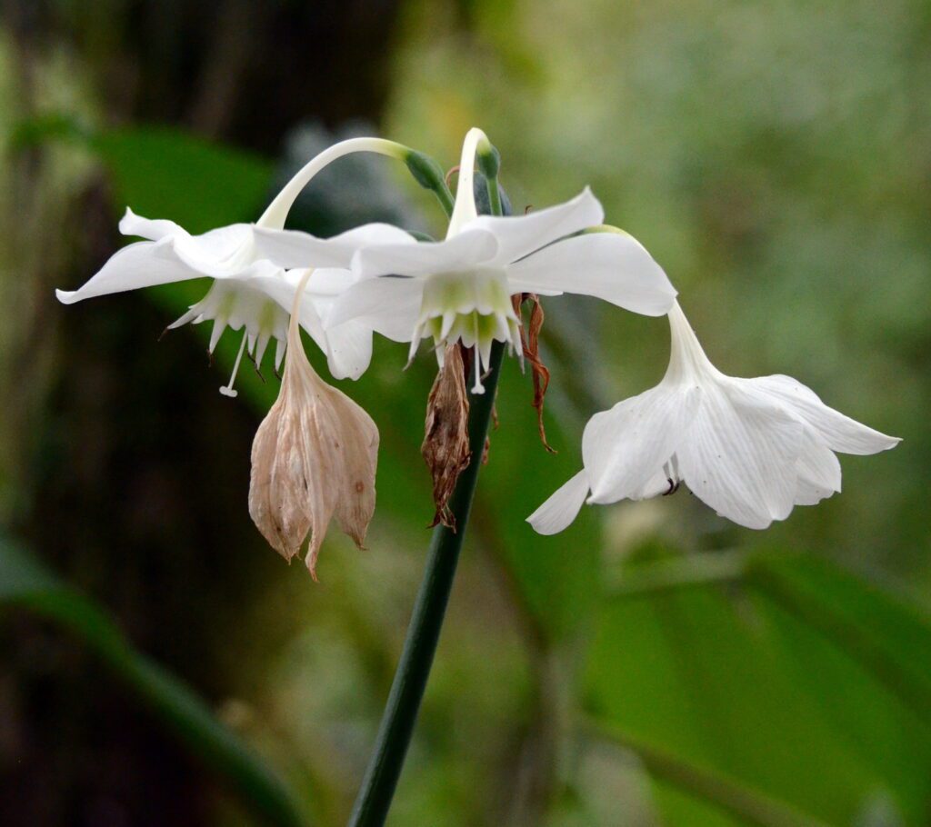image of an amazon lily, la fortuna waterfall, la fortuna, costa rica
