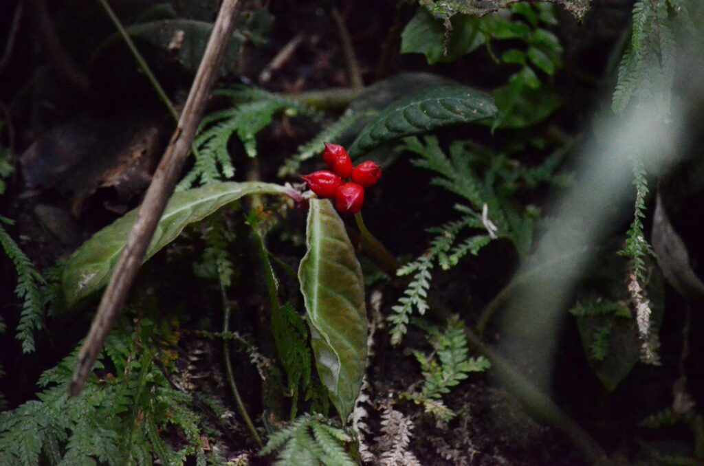 image of anthurium talamancae, la fortuna waterfall, la fortuna, costa rica