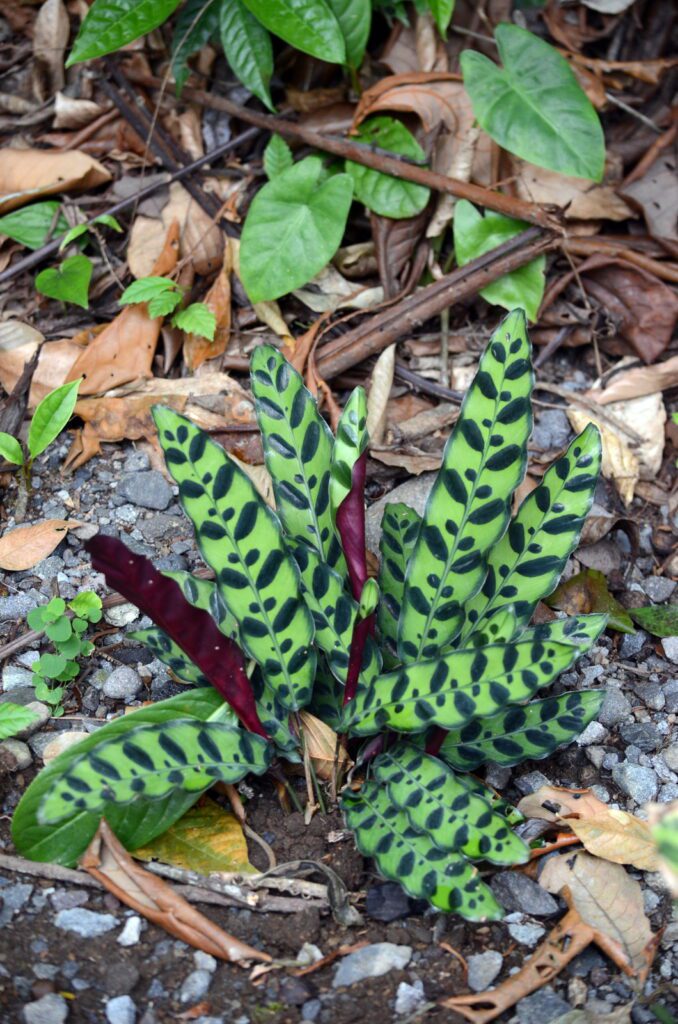 image of calathea lancifolia, rattlesnake plant, la fortuna waterfall, la fortuna, costa rica