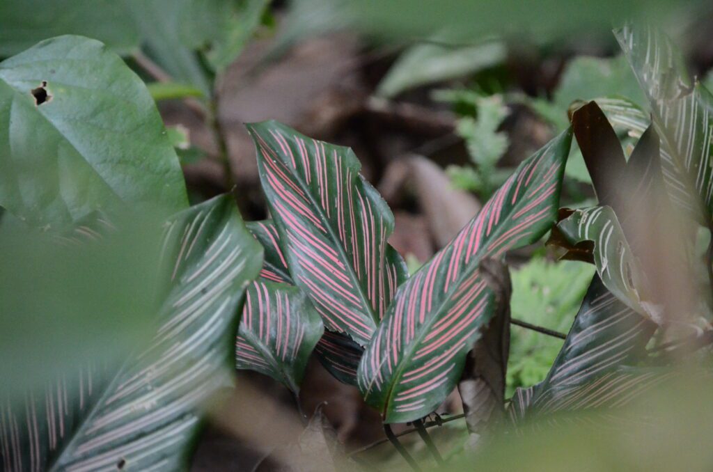 image of pinstripe calathia, la fortuna waterfall, la fortuna, costa rica