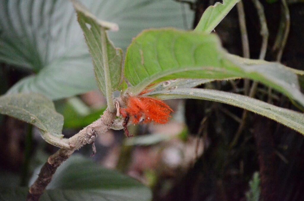 image of columnea purpurata, la fortuna orchid garden, la fortuna, costa rica
