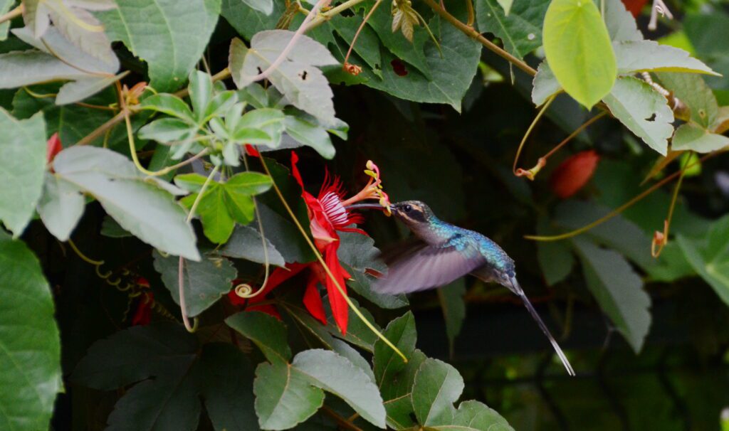 image of a green hermit hummingbird, la fortuna orchid garden, la fortuna, costa rica