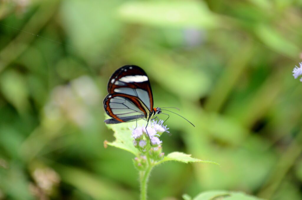 image of a patilla clearwing butterfly, la fortuna waterfall, la fortuna, costa rica