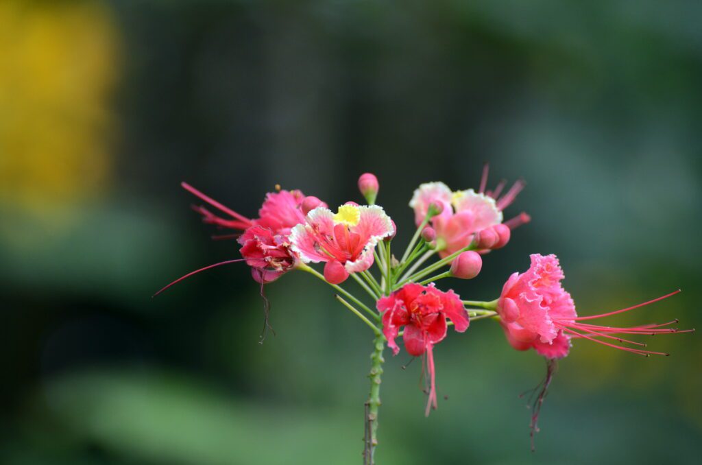 image of Peacock Flower, la fortuna waterfall, la fortuna, costa rica