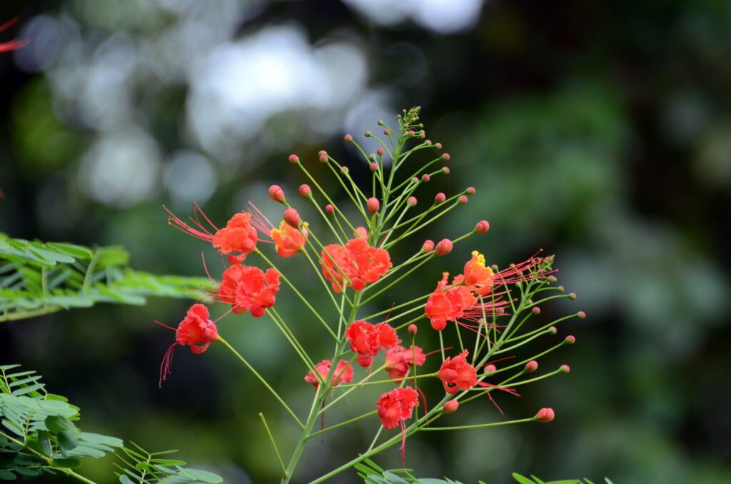 image of peacock flower, la fortuna waterfall, la fortuna, costa rica
