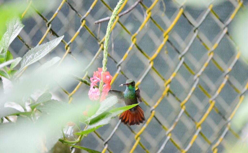 image of a rufous-tailed hummingbird, la fortuna waterfall, la fortuna, costa rica