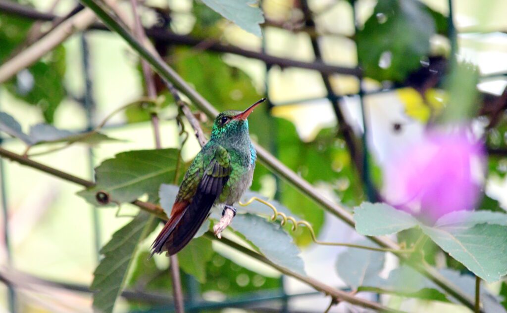 image of a rufous-tailed hummingbird, la fortuna waterfall, la fortuna, costa rica