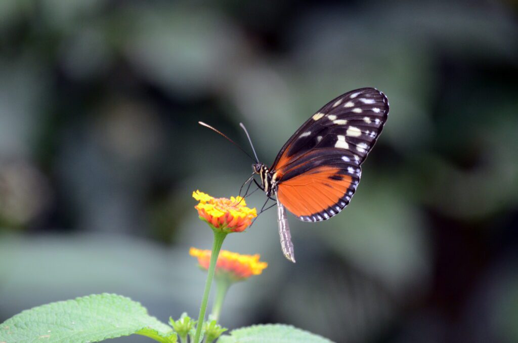 image of a tiger longwing butterfly, la fortuna waterfall, la fortuna, costa rica