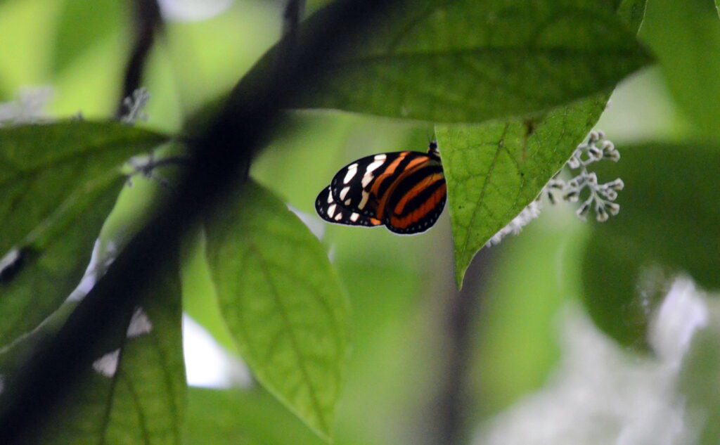 image of a mimic tigerwing butterfly, la fortuna waterfall, la fortuna, costa rica