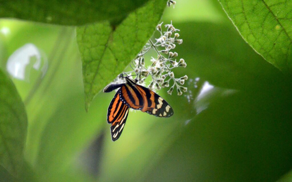 image of a mimic tigerwing butterfly, la fortuna waterfall, la fortuna, costa rica