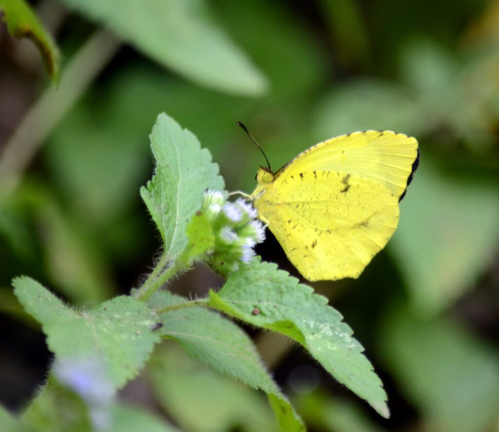 image of a tropical yellow butterfly, la fortuna waterfall, la fortuna, costa rica