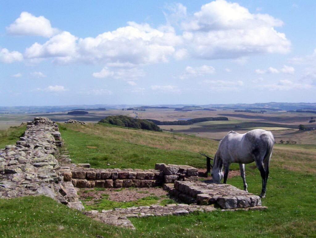 image of a horse grazing, Sewingshields Milecastle 35, Hadrian's Wall, England