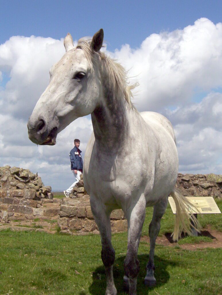image of a horse at Sewingshields Milecastle 35, Hadrian's Wall, England