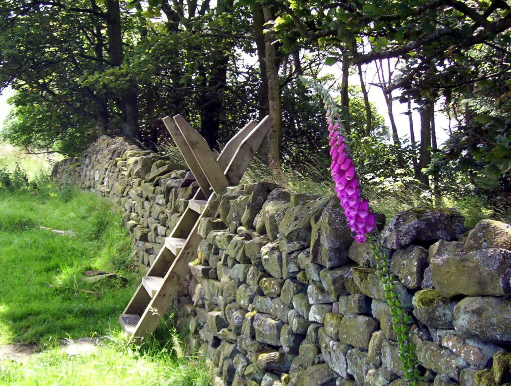 image of a stile and foxglove, Hadrian's Wall, England