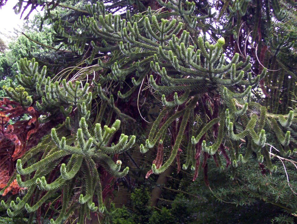 image of a monkey puzzle tree, leeming house, penrith, cumbria, England