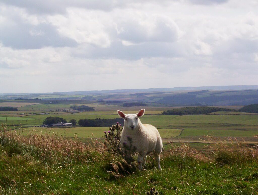 image of a sheep near Hadrian's Wall, the Great Whin Sill, Sewingshields Milecastle 35, England