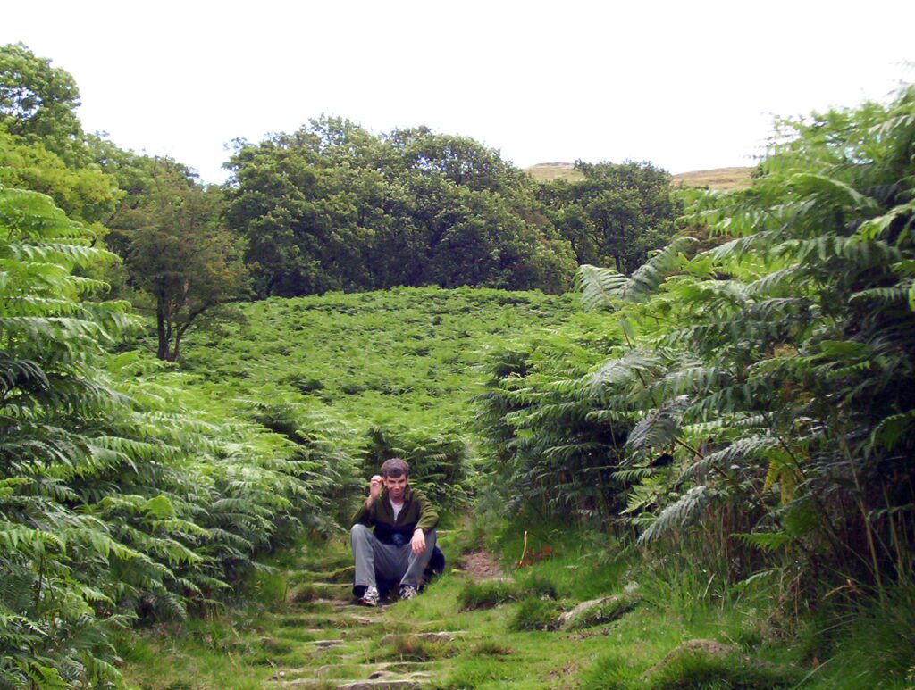 an image of a patch of bracken, wansfell pike, Lake District National Park, Ambleside, Cumbria, England