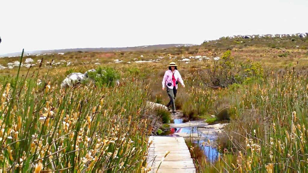 image of Jean in a swampy area atop Table Mountain, Cape Town, South Africa 