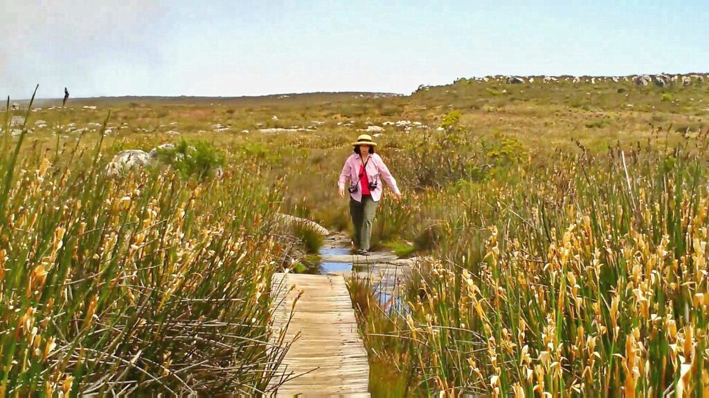 image of Jean in the swampy area, Table Mountain, Cape Town, South Africa