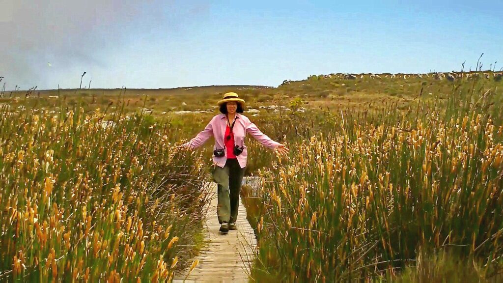 image of jean on a boardwalk in the swampy area, table mountain, cape town, South Africa