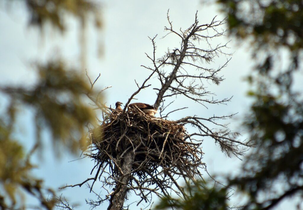 image of Bald Eagles in the nest, Hanging Heart Lakes, Prince Albert National Park, Saskatchewan