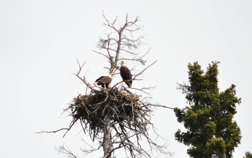image of Bald Eagles on their nest, Hanging Heart Lakes, Prince Albert National Park, Saskatchewan