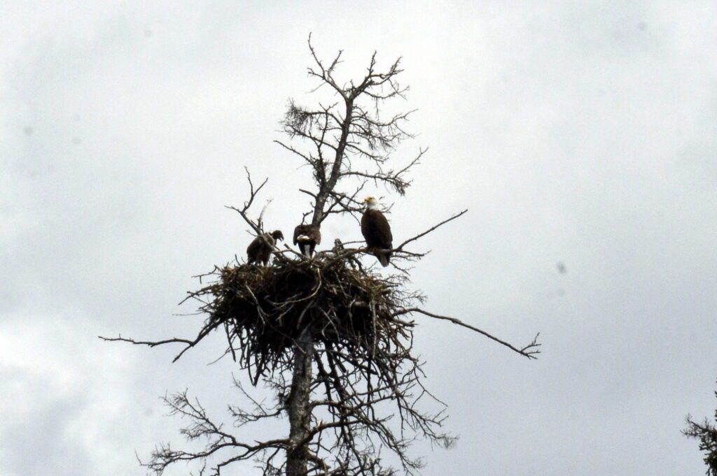 image of Bald Eagles on their nest, Hanging Heart Lakes, Prince Albert National Park, Saskatchewan