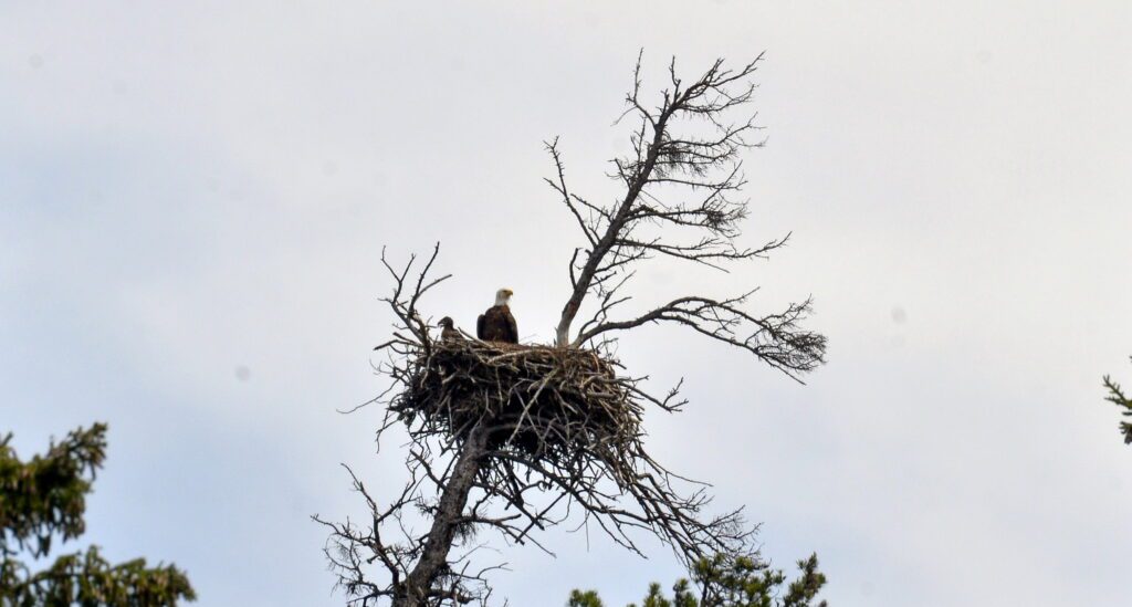 image of Bald Eagles at their nest, Hanging Heart Lakes, Prince Albert National Park, Saskatchewan