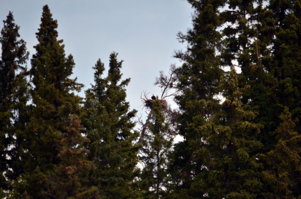 image of a bald eagle's nest, Hanging Heart Lakes, Prince Albert National Park, Saskatchewan