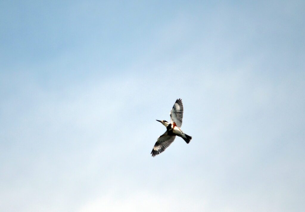 image of a belted kingfisher, Hanging Heart Lakes, Prince Albert National Park, Saskatchewan