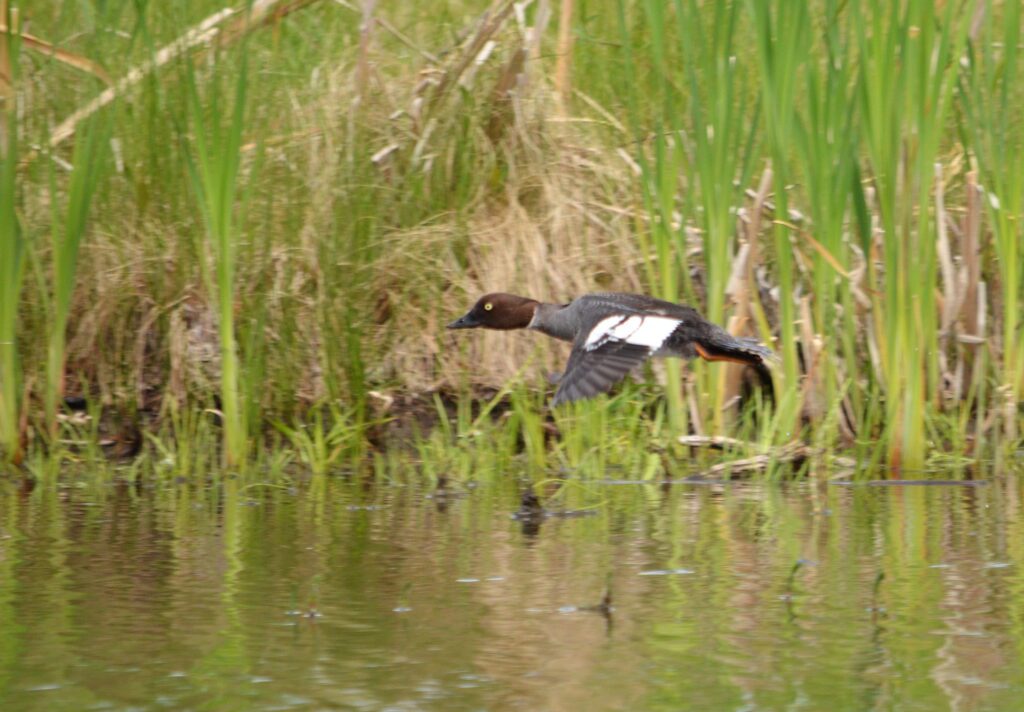 image of a common goldeneye, Hanging Heart Lakes, Prince Albert National Park, Saskatchewan