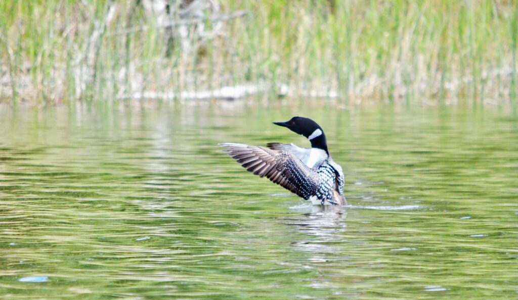 image of a common loon, Hanging Heart Lakes, Prince Albert National Park, Saskatchewan