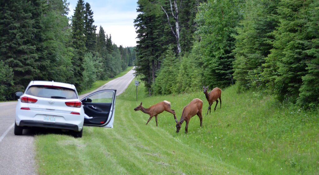 image of Elk along Kingsmere Road, Prince Albert National Park, Saskatchewan