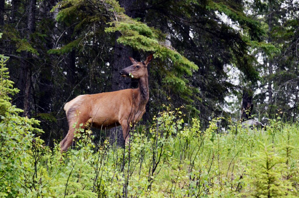 image of an Elk, Prince Albert National Park, Saskatchewan