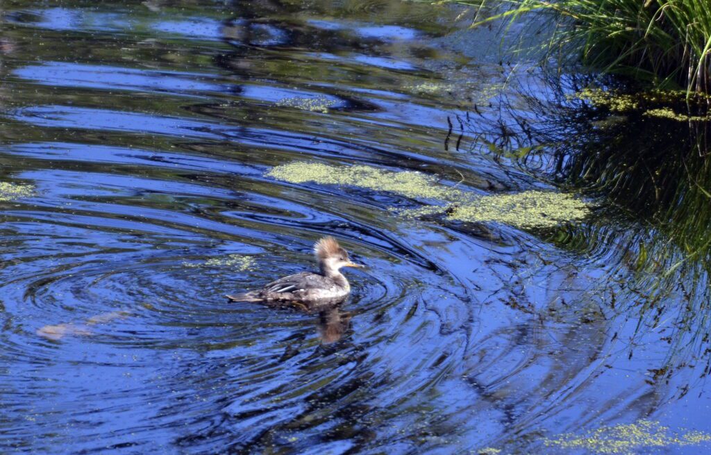 image of a female Hooded Merganser, Prince Albert National Park, Saskatchewan