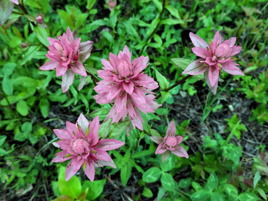 image of Mountain Indian Paintbrush, Prince Albert National Park, Saskatchewan