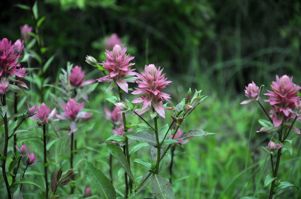 image of Mountain Indian Paintbrush, Prince Albert National Park, Saskatchewan