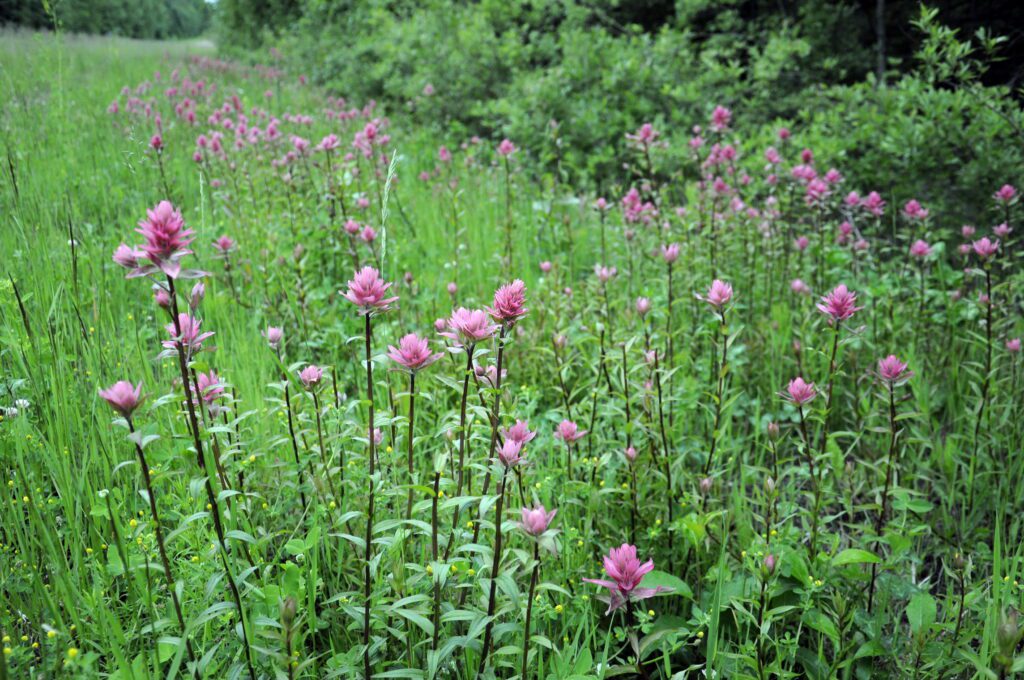 image of Mountain Indian Paintbrush, Prince Albert National Park, Saskatchewan