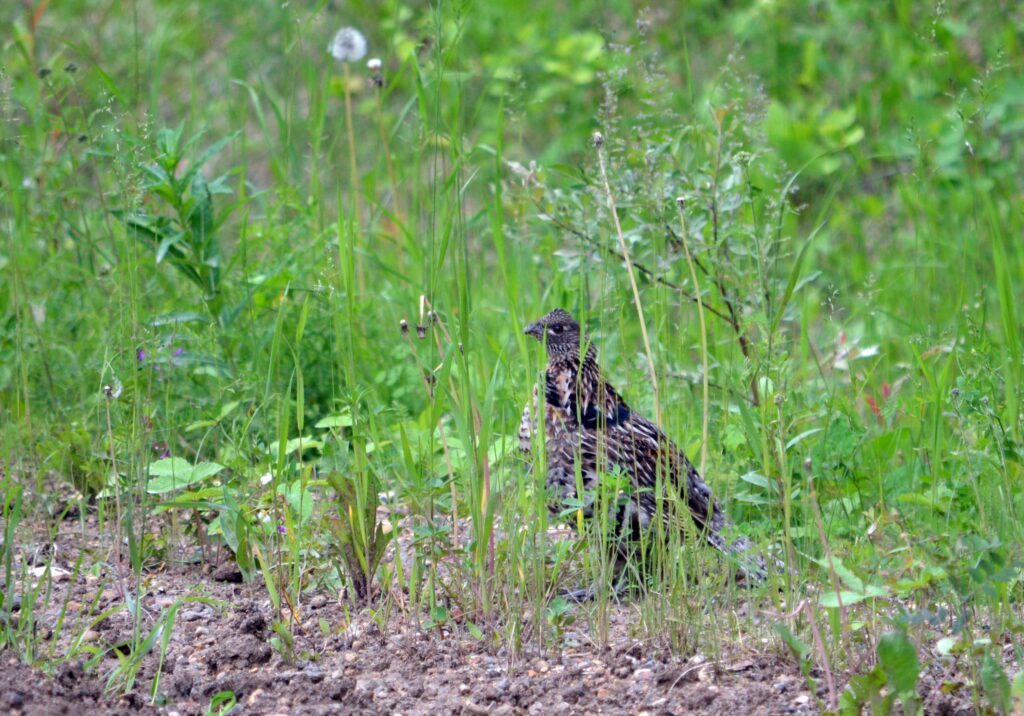 image of a Ruffed Grouse near Prince Albert National Park, Saskatchewan