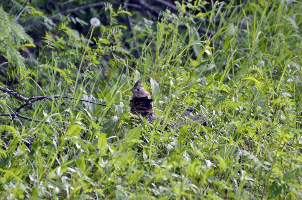 image of a Ruffed Grouse near Prince Albert National Park, Saskatchewan
