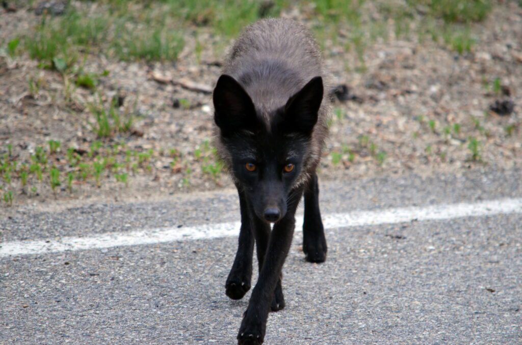 image of a Silver Fox, Prince Albert National Park, Saskatchewan