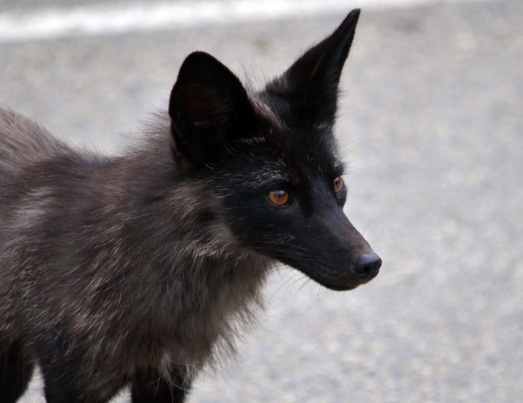 image of a Silver Fox, Prince Albert National Park, Saskatchewan