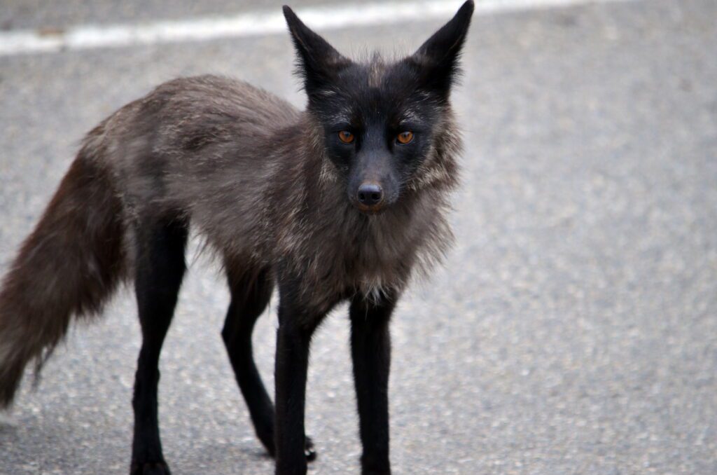 image of a Silver Fox, Prince Albert National Park, Saskatchewan