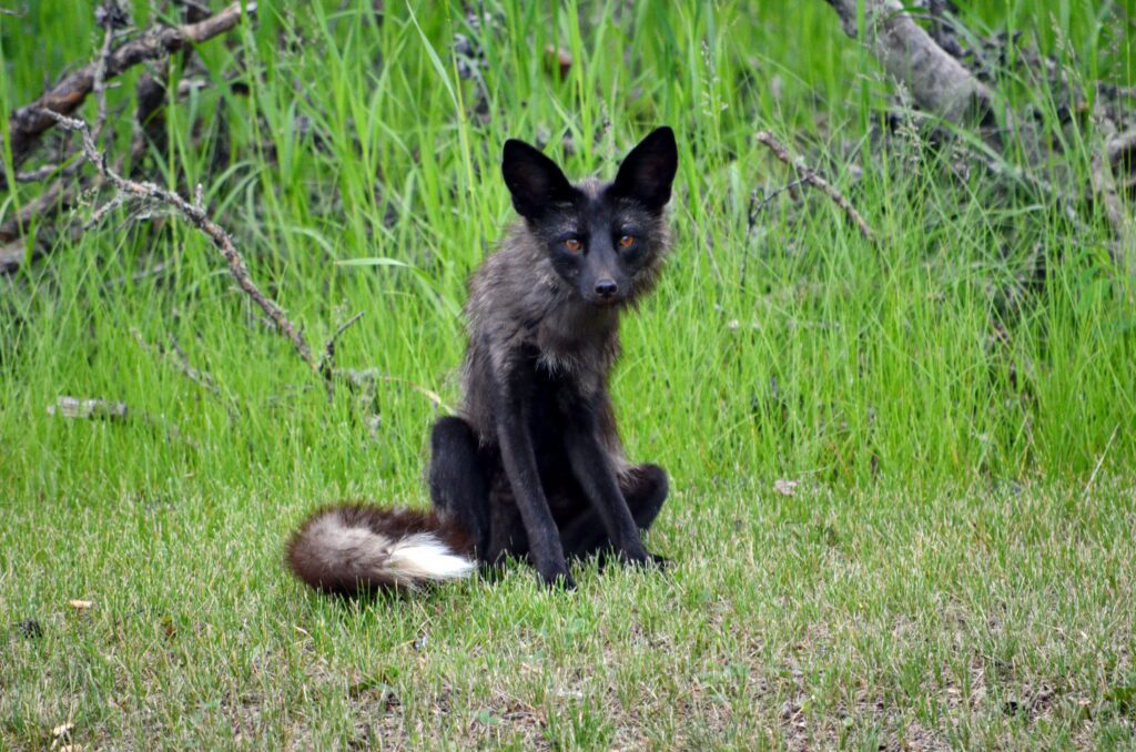 image of a Silver Fox, Prince Albert National Park, Saskatchewan