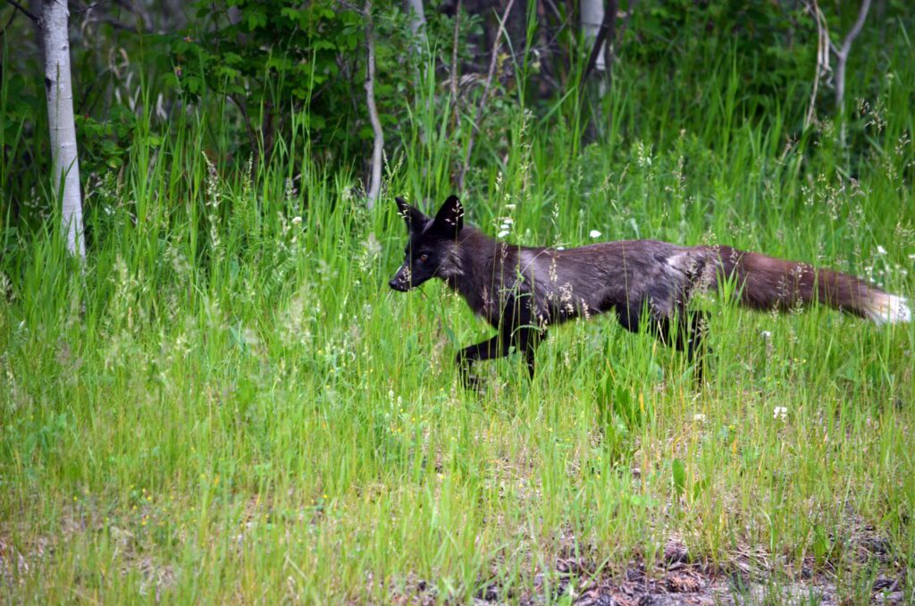 image of a Silver Fox, Prince Albert National Park, Saskatchewan