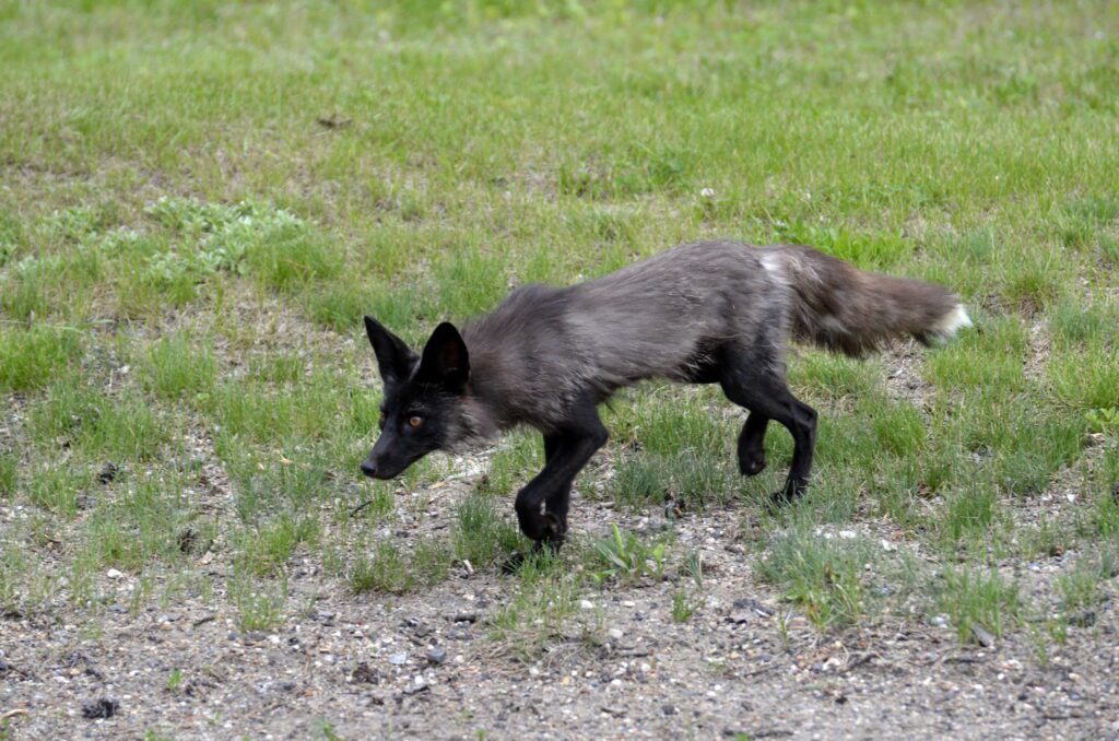image of a Silver Fox, Prince Albert National Park, Saskatchewan