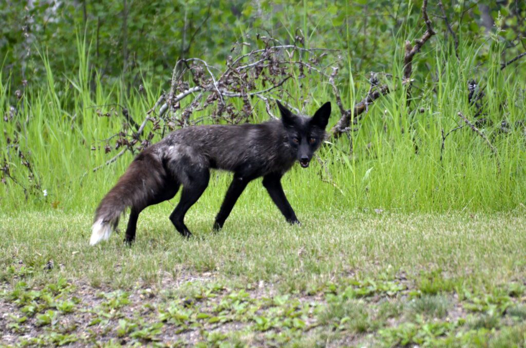 image of a Silver Fox, Prince Albert National Park, Saskatchewan