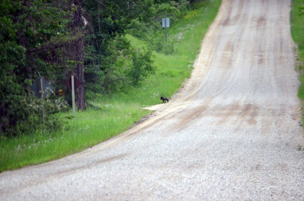 image of a gravel road just outside the West Gate of Prince Albert National Park, Saskatchewan