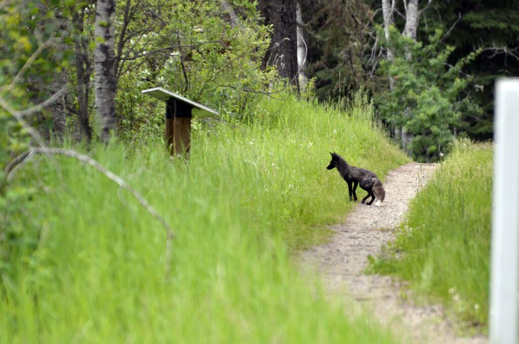 image of a Silver Fox, Prince Albert National Park, Saskatchewan
